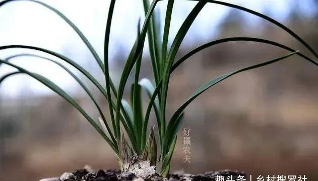 兰花通风的真正作用，烂根、腐苗、花苞霉变，都与之有关