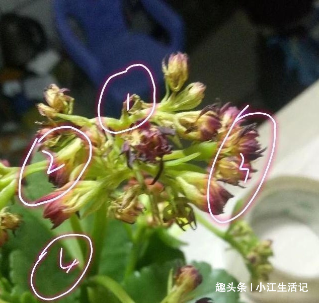 枯黄|养长寿花,牢记“4要点”,叶子翠绿花期长,开花开“爆盆”