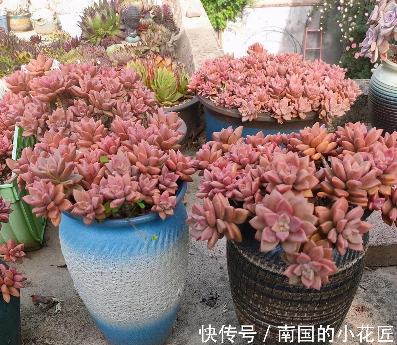 紫乐|4种多肉徒点没关系,很适合养成悬崖桩