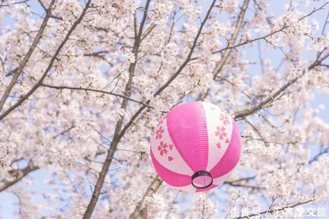 淋一场烟雨，遇一场花事，9个三月花海刷屏的地方