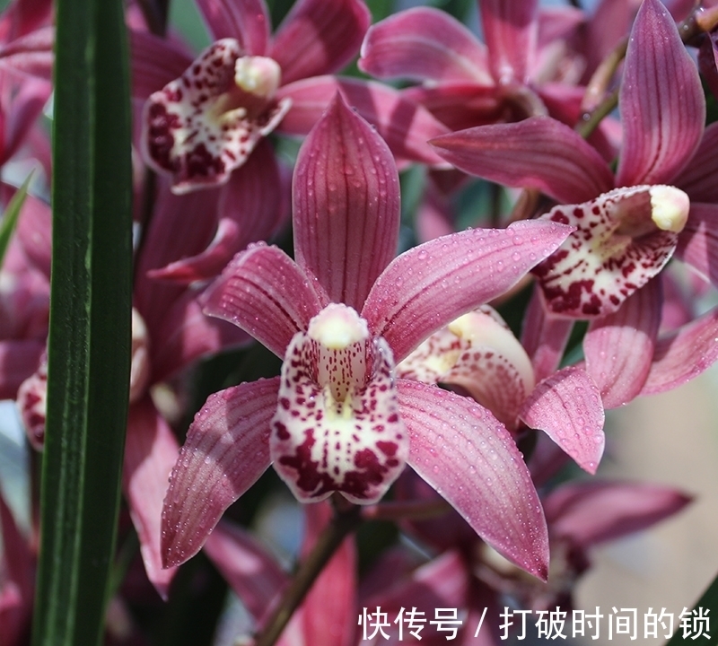 它被誉为“兰中贵妃”，有色有香，花姿典雅，值得花迷们居家养护