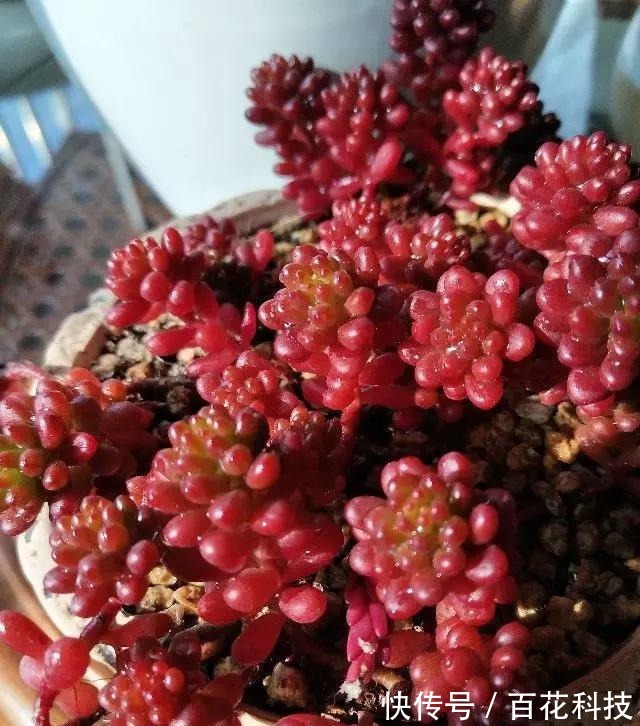 要点|60种多肉图鉴及养护要点,1分钟学会,超全超实用!