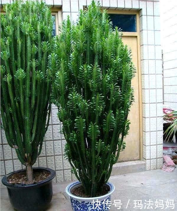 文竹|花卉不要“养得太好”,不然观赏性大打折扣,得不偿失