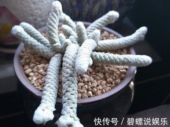 鹿沼土|造型奇特的块根盆栽多肉植物，具有非常高的观赏性！