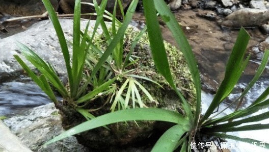 茴香菖蒲|全株有香气，随手摸随手香，煮肉鲜美无比，现如今很值钱，请移栽