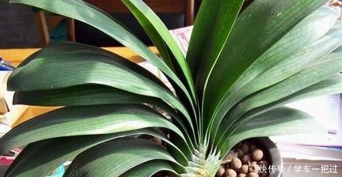 君子兰不见长,是僵苗还是养护不当教你“4招”,快速恢复活力!