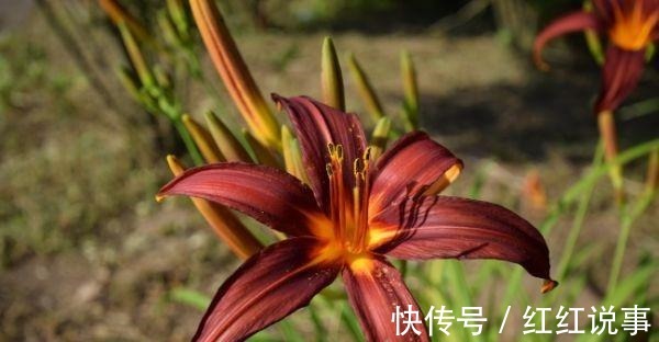 白莲|可以吃的花,种类很多但都不能生吃!