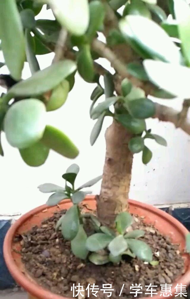 这花冬天不能放在室外,气温低于5度就死亡,太可怕了!