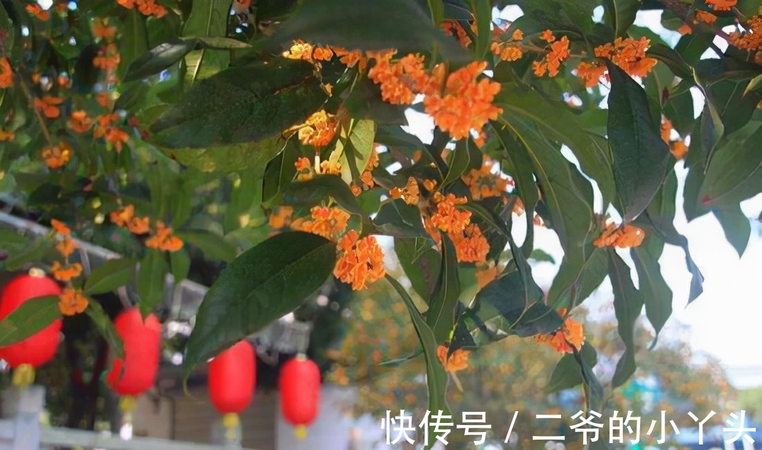 石榴树|家里有院子,就种5种“旺宅树”,观赏收果两不误,吉祥又实用