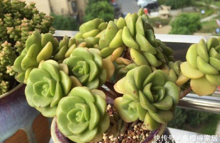 百合丽丽如何过冬?作为法师系多肉它不耐寒,冬季一定要注意防冻