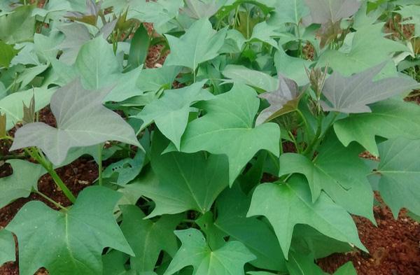 巨噬细胞|癌症都是吃出来的,医生提醒这3种食物一定要少吃!