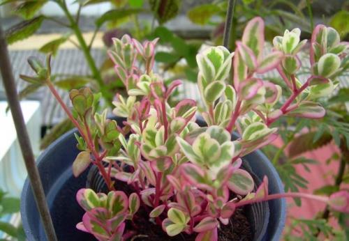 马齿苋科|养花试试这款,花朵种类繁多,又轻又漂亮