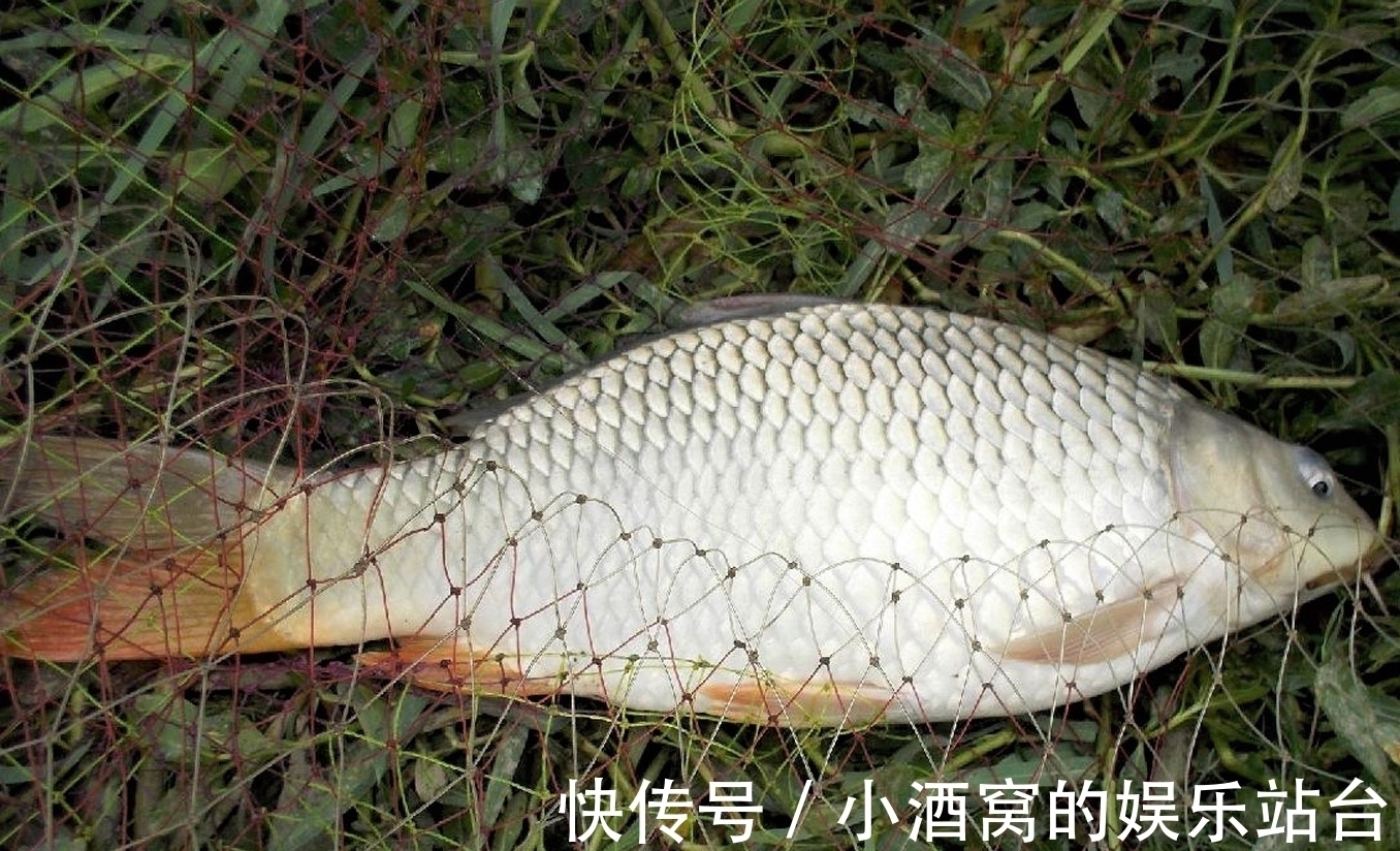 黄辣丁|钓这几种鱼不谈什么钓技,只要水里有鱼,一般人都会钓