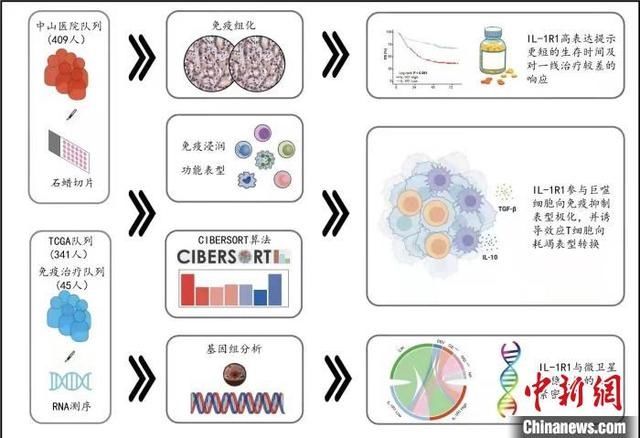 个体化|中国学者找到胃癌耐药“帮凶”个体化治疗或有联合靶点