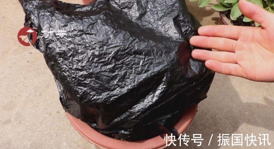 营养物质|大爷养花有“大讲究”用塑料袋闷2天，啥问题都没有，养啥旺啥