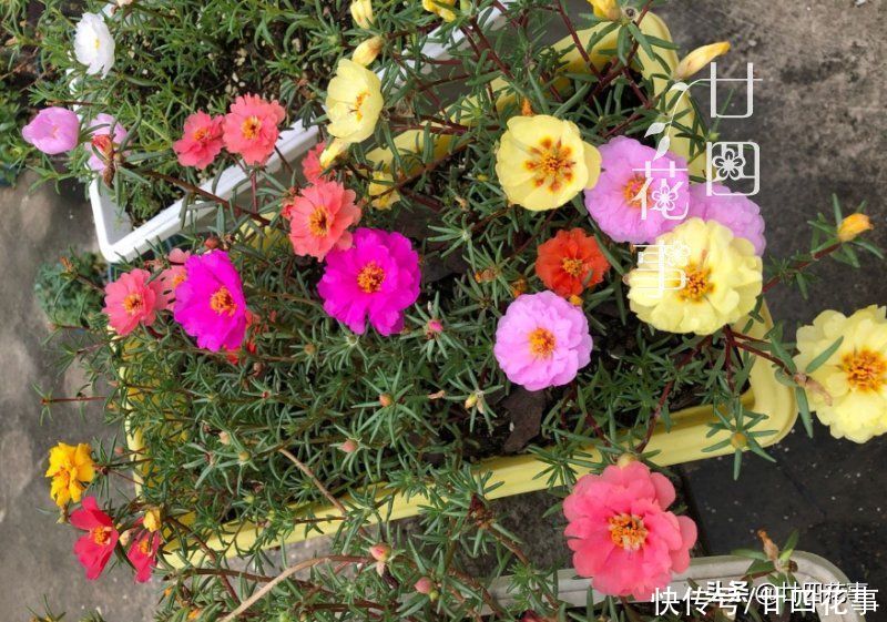 太阳花|懂花的人，喜欢在夏天养10种花，有香有色，越热长得越欢实