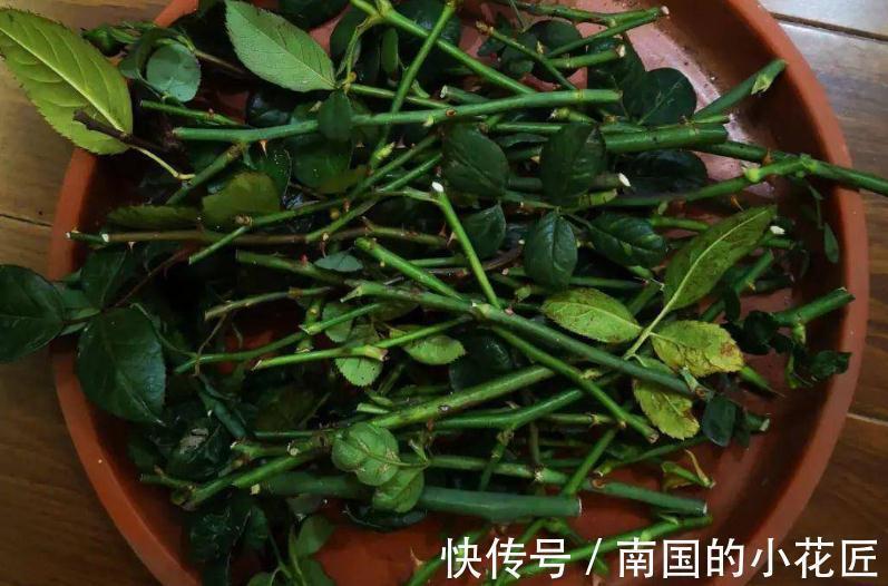 花卉|适合秋季扦插的4种花,掌握住方法,成活率比其他季节高得多