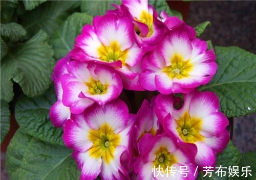 盆栽报春花如何养教你3个养护报春花的小妙招,花开旺盛又美观