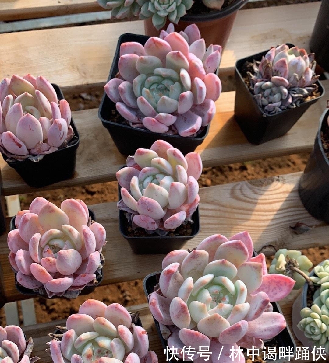 怎么养出“透红”的肉肉?多肉变红,只需2个条件,很简单