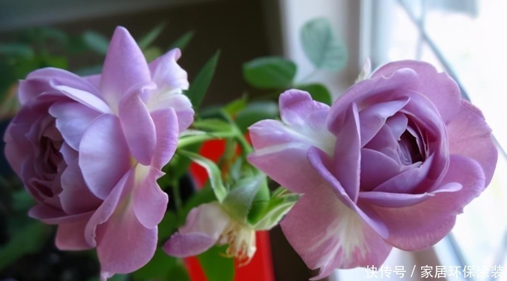 20款紫色月季品种。浓香、抗病非常好养,天然紫色唯美盛开