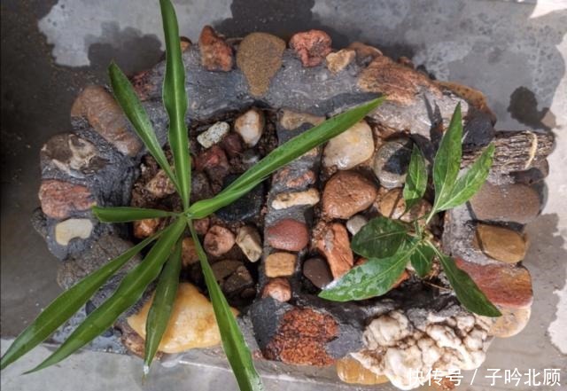 石子|花盆不用买，河边捡堆小石头，做成漂亮的小花盆，养花好有韵味！