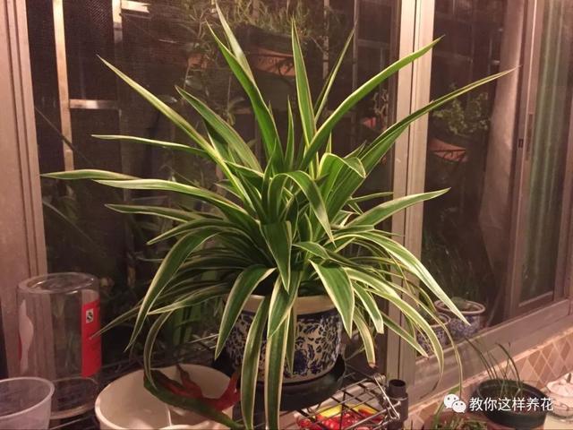 花友|用好3招,吊兰马上抽条长新叶,还呼呼开花!