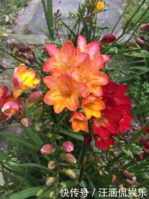 沐浴乳|此花花香清幽似兰，花色纯白如雪，常用于沐浴乳的原料之一