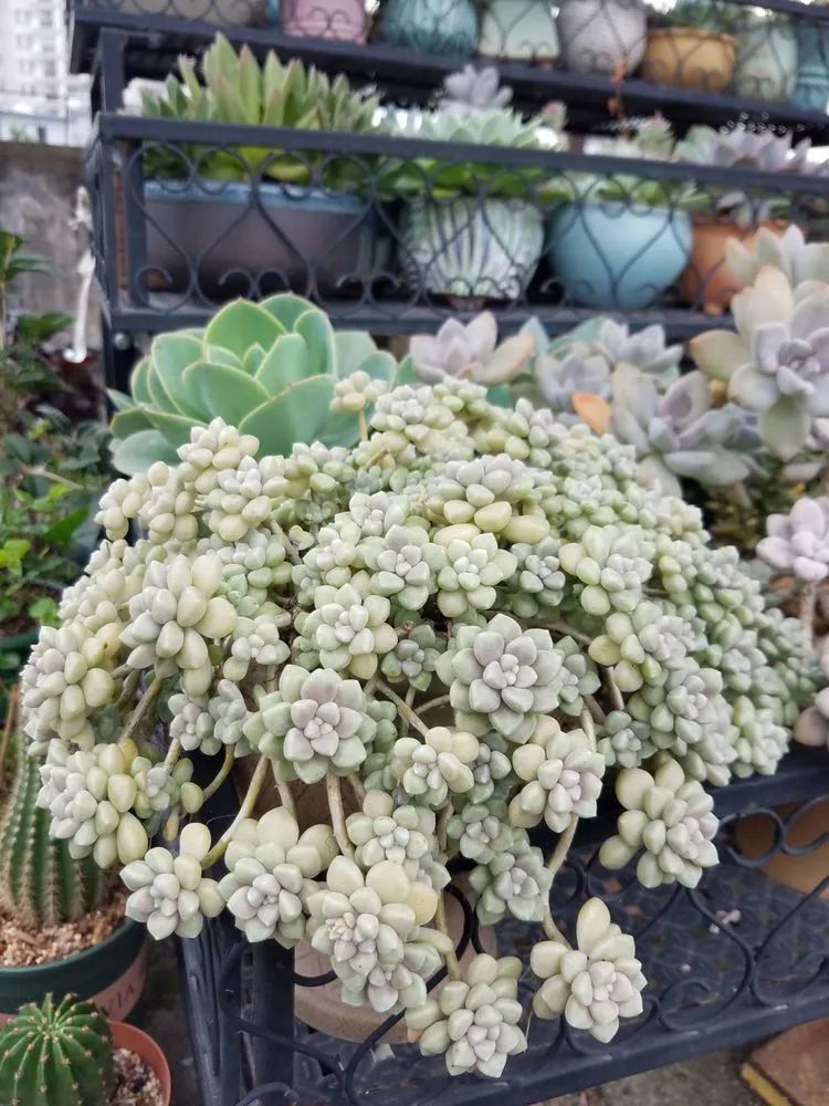 养肉三年,分享养肉经验,谈谈适合逆开挂区的多肉!