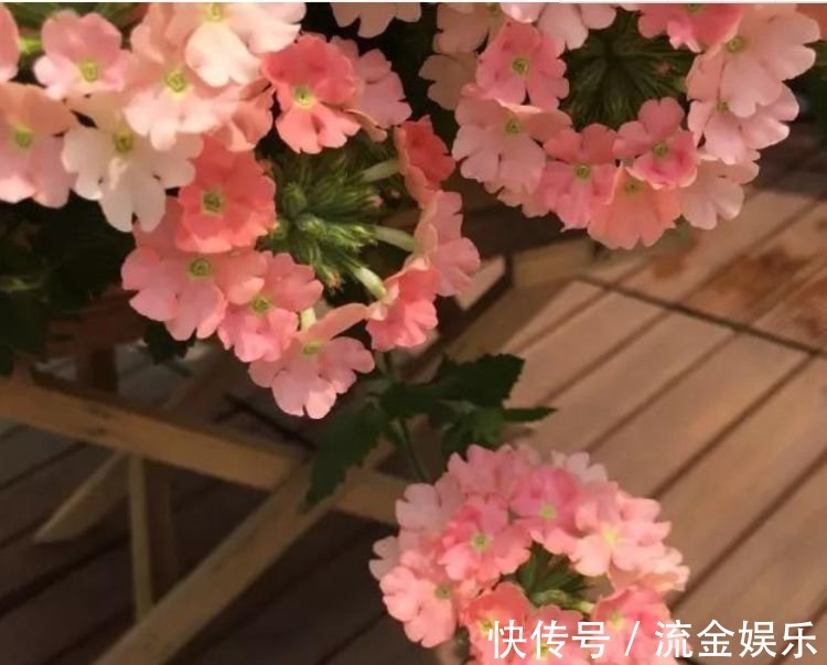 樱株丛|4种花美的出奇,色彩艳丽,盛开时如花海一样,令人流连忘返