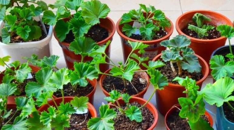 养花必备生根水,枝条蘸一下,10天冒白根,新叶长满盆