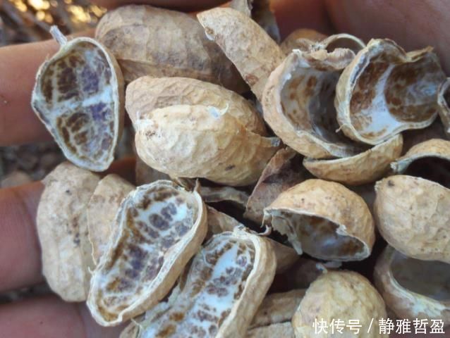 6月养兰花,多用“一种壳”,20天后蹿花苞,开一次爆一次