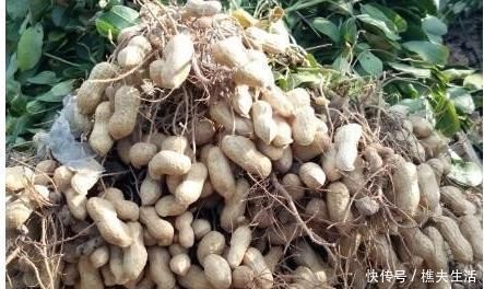 纤维蛋白|生吃花生还是熟吃花生差别原来那么大,吃对了,便是“长寿果”