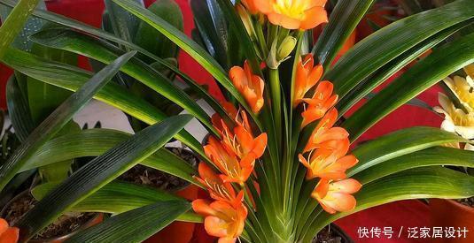 生长期|夏天养君子兰,发出“三信号”还在生长期,补充水肥绽放层叠群花
