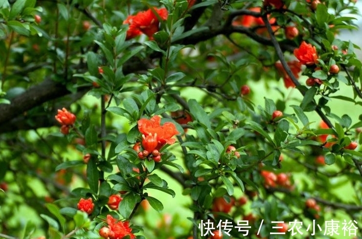 分化|石榴酸甜多汁,保护眼睛,重视石榴物候期管理,收获美味石榴来!