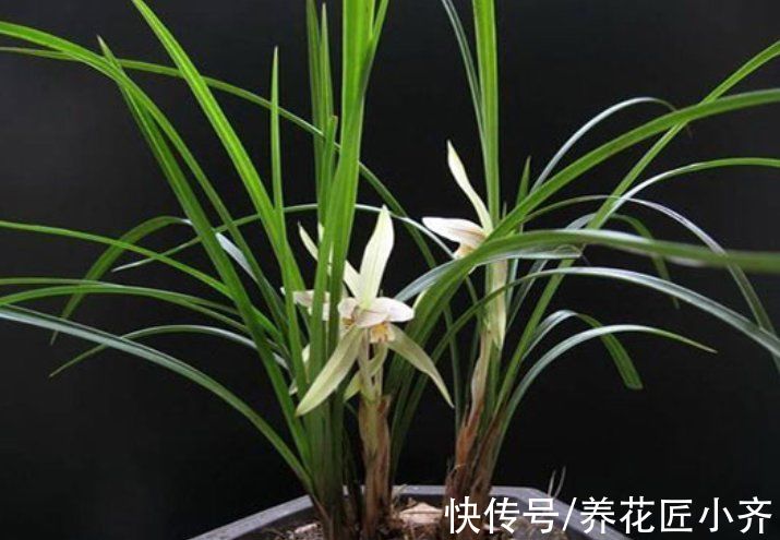 给兰花换盆,注意5个“要点”,保证兰花根系壮,后期长势旺