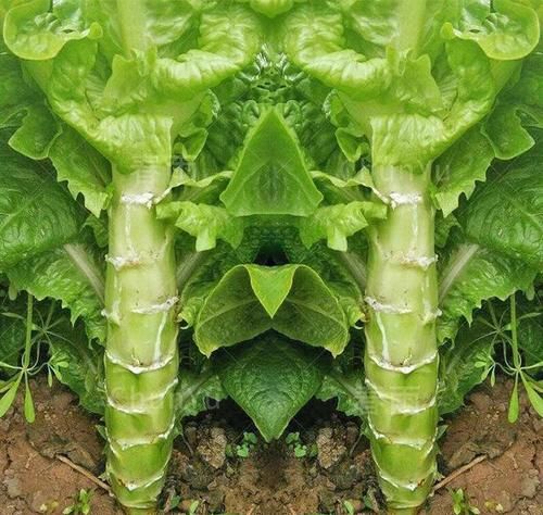  莴笋和莴苣有区别吗？怎么区分？