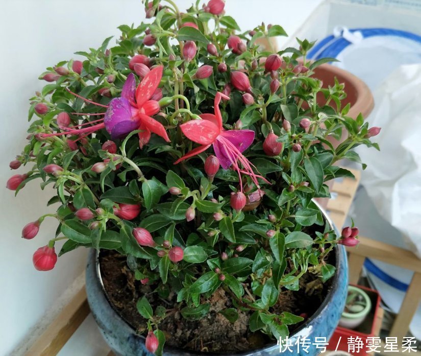 北阳台养花,选对植物,也能造个小花园