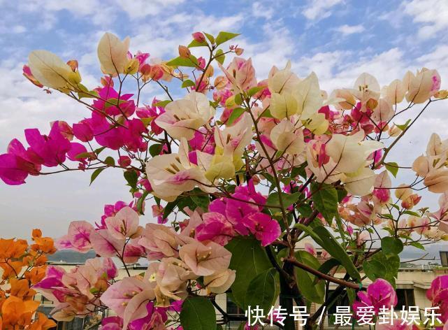 漳红樱|拜拜了月季!养了四年月季,这个秋天果断换坑,希望没有换错