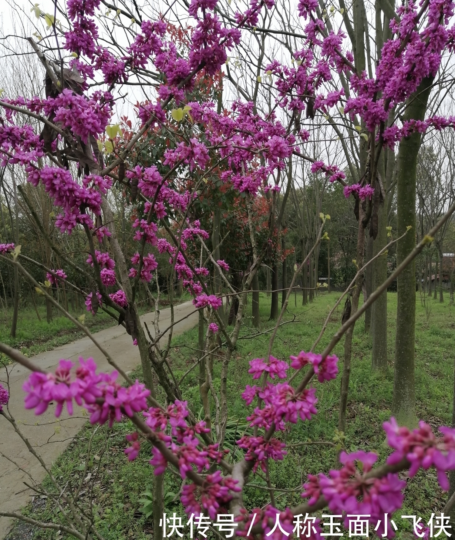 寂寞|养花的人,心情平和,耐住寂寞,自信把握,事业有果,幸福颇多