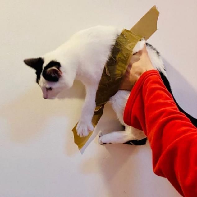 85万一根天价香蕉,被展览会上的饥饿游客一口吃掉,后来怎样