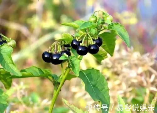 預防心血管疾病|農村這幾種野果竟如此神奇，清腸排毒還增強免疫力等，你都吃過嗎