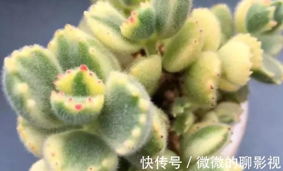 凝脂莲|闻香识女人,大家闻过多肉淡淡的的香味吗?