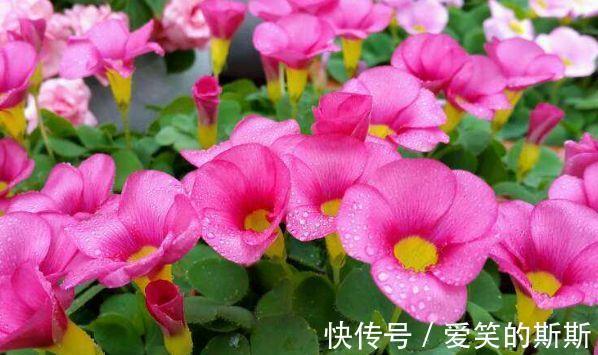 酢浆草|开花一茬又一茬，开花惊艳，花大色艳花期长，充满生机