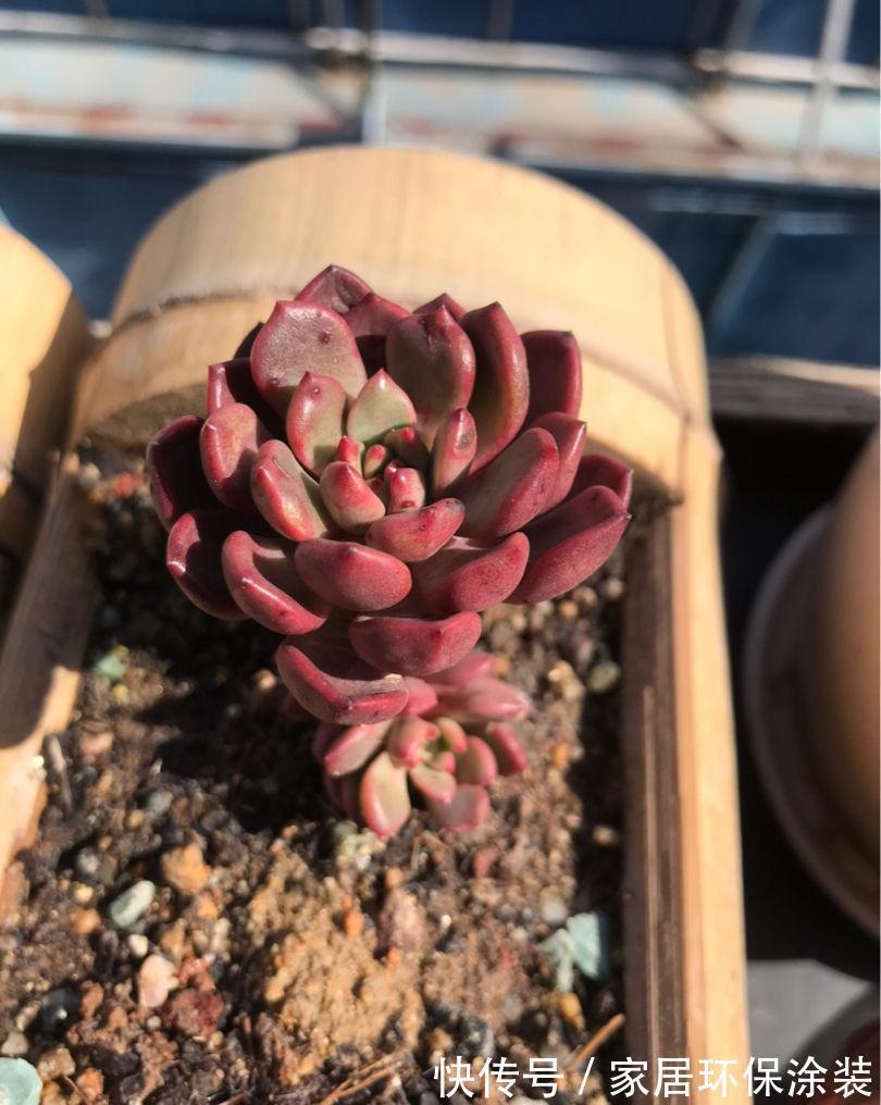 多肉|女儿痴迷养多肉,宁肯花高价,也要寄养多肉,我该阻止吗