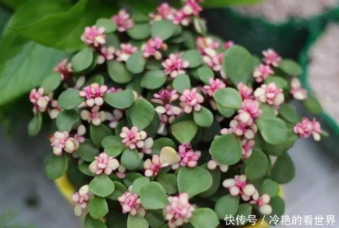 养花|养花就养君子兰金枝玉叶这两非常好养，寓意还非常吉祥