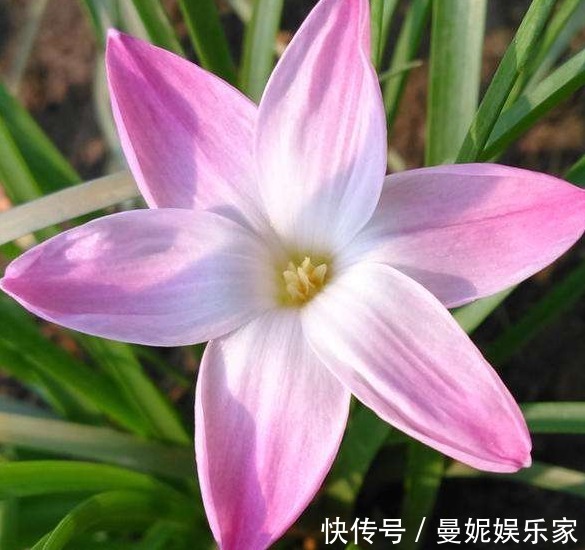 1种花，不怕晒、不怕淋雨，最适合在夏日养了，能回报你满园花色