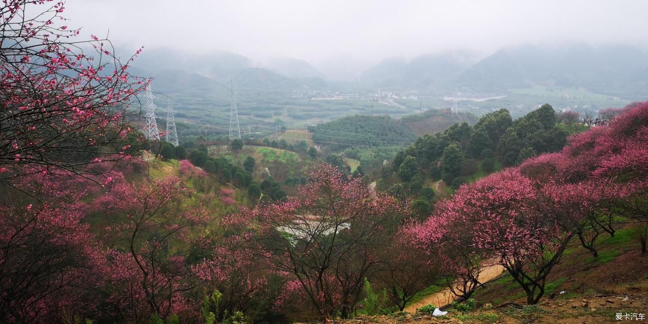 江南雨，梅花村，寻梅踏青！