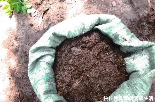 旧土|家里花卉换盆，剩下“旧土”怎么办老花匠“这么”处理更肥沃！