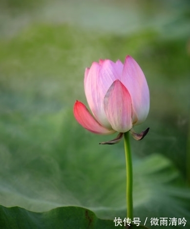 属相|步入10月,霉运散好运来,4属相运势转旺,喜事多见