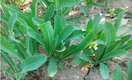 野菜|农村路边3种野菜，还能当要药吃，提升免疫力，清热解毒，请珍惜